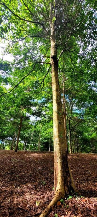 Hospedaje Finca Agroturistica Dona Rufa Rio Sereno Exterior photo